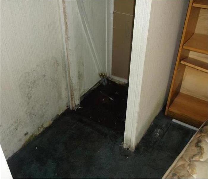 mold covered floor