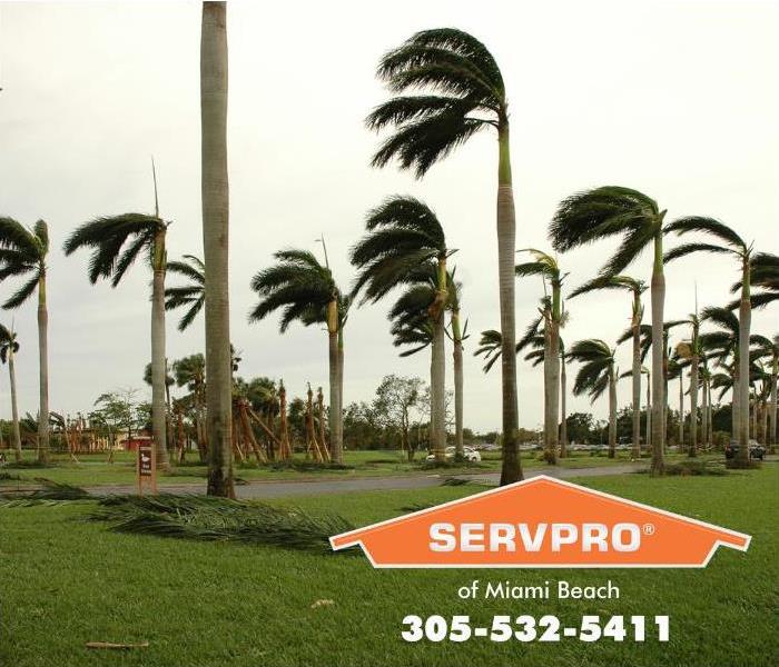 Strong winds are blowing palm trees over. 